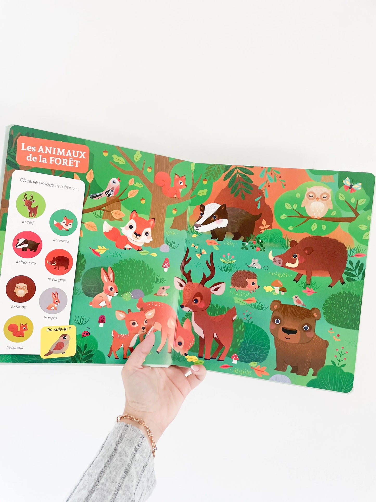 Livre cherche et trouve des tout petits sur les animaux - Chez les animaux. Page intérieur sur les animaux de la forêt.